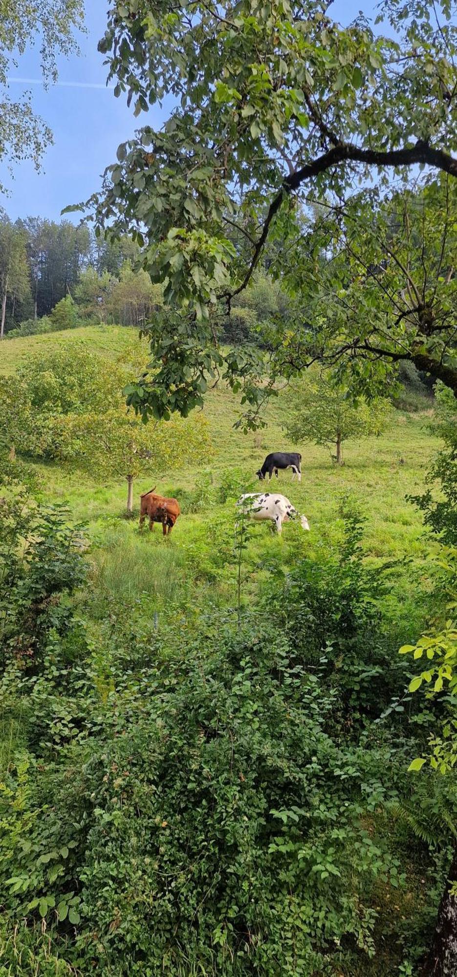 Ferienwohnung Im Gruenen Altstätten Exteriör bild